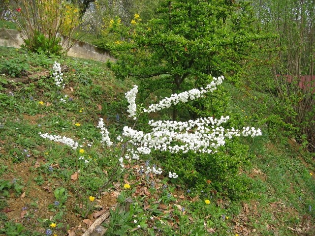 Spiraea prunifolia